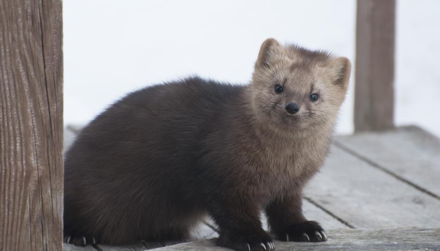 Саша, Гоша и Маргоша – семейство камчатских соболей в объективе Саша, Гоша и Маргоша – семейство камчатских соболей в объективе